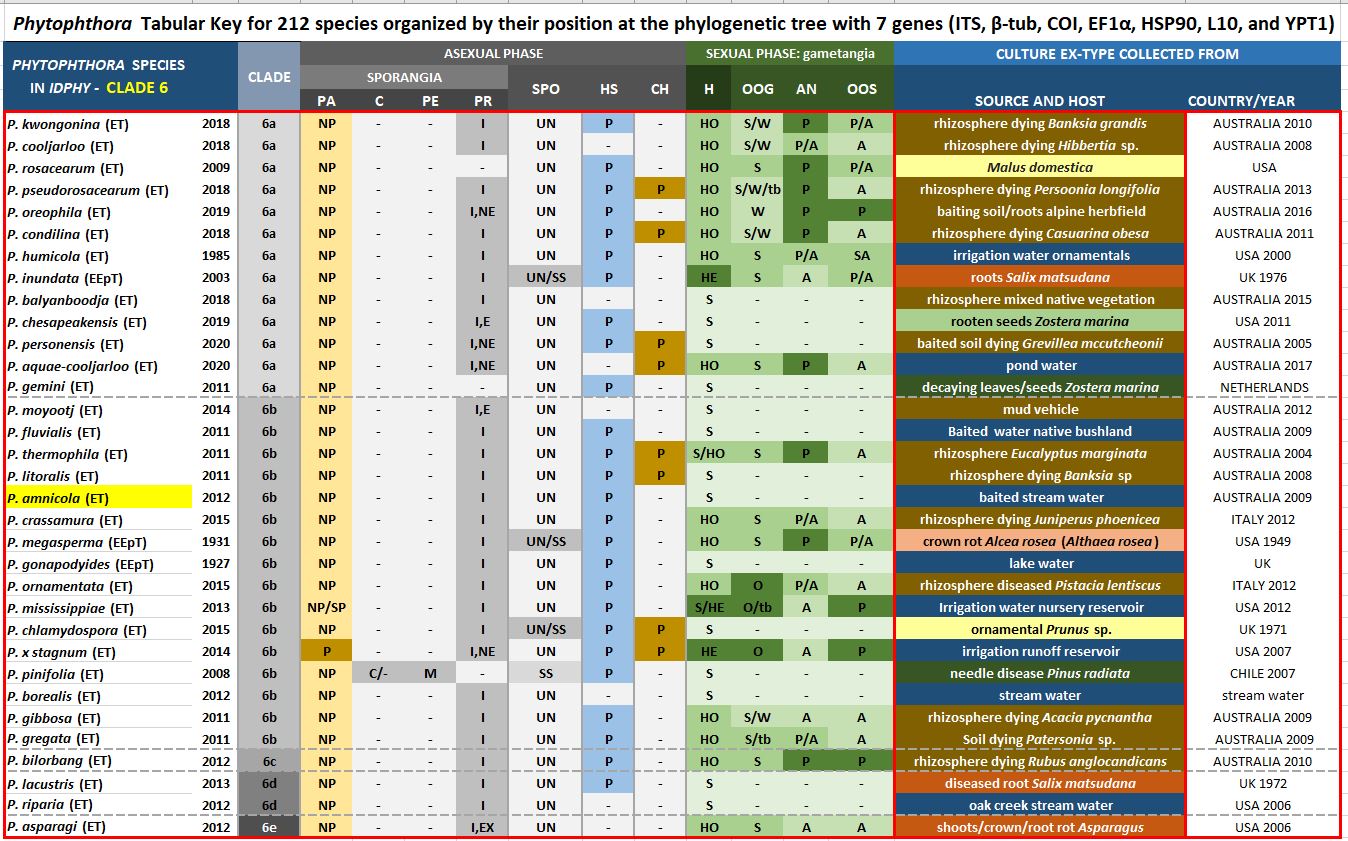    Phytophthora  spp. in subclade 6b:  Morphological Tabular key (PDF) and Tabular key legends (PDF) in IDphy2 KEY SECTION. Notice the data of   P. amnicola  Ex-type CBS 131652 = Samp;T BL 100.  Gloria Abad, USDA Samp;T.nbsp;
